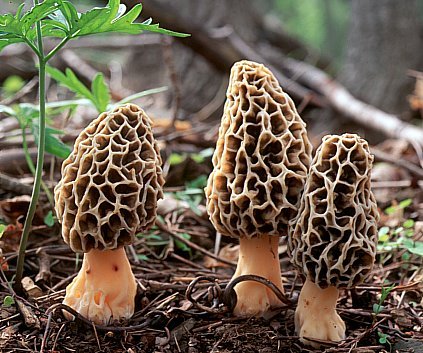 Morchella esculenta clade
